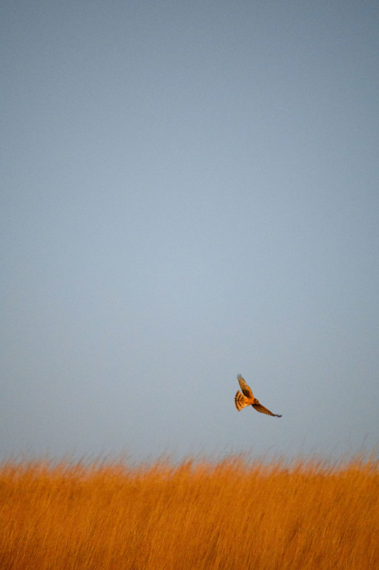 ray-hennessy-northern-harriers_010-532x800.jpg