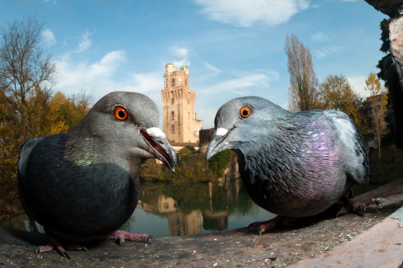 web-URBANBIRDS-Bronze-PaoloCrocetta-800x532.jpg