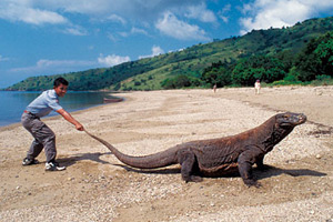 komodo-dragon.jpg