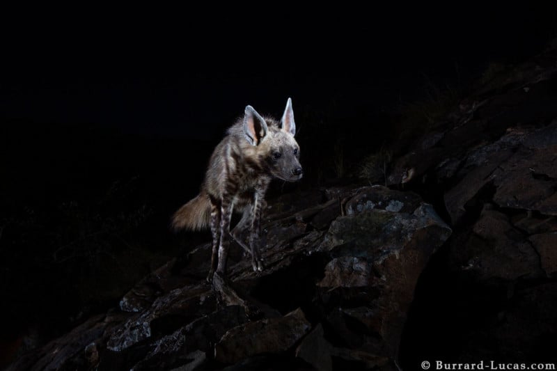 striped_hyena-800x533.jpg