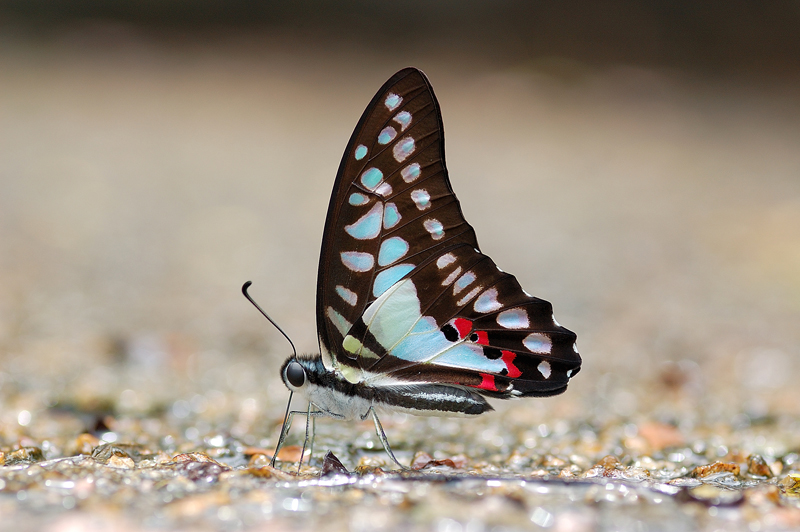 Blue_Jay_290308_by_inckurei.jpg