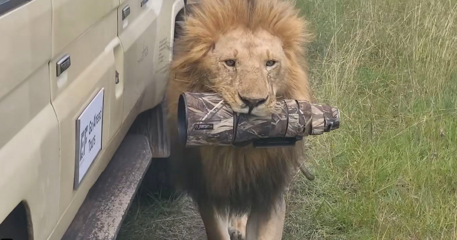 A lion walks beside a safari vehicle, carrying a camouflage-patterned camera lens cover in its mouth across grassy terrain.