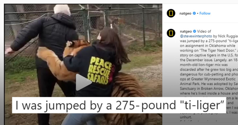 jumpedbytigerfeattt-800x420.jpg