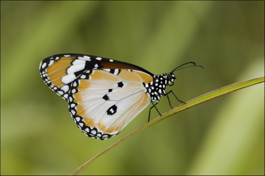 PU_Butterflies_III_by_log1t3ch.jpg