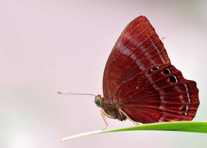 Malayan_Plum_Judy_020109_2_by_inckurei.jpg