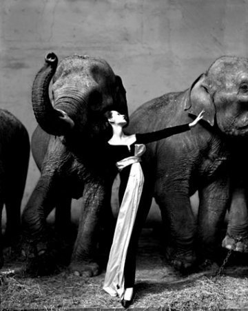 119d_richard_avedon_dovima_1955.jpg