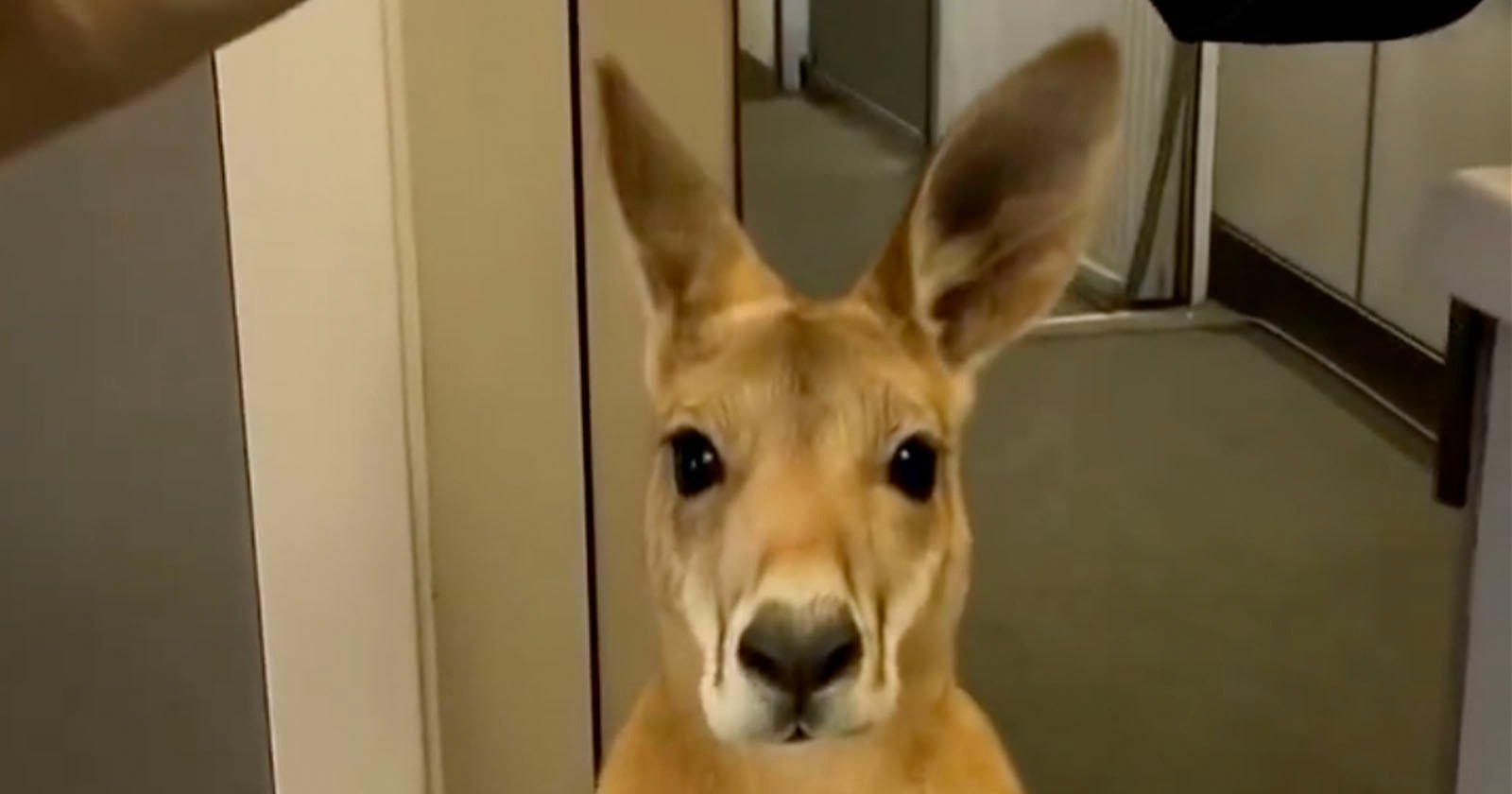 A kangaroo stands indoors, facing the camera with its ears up and alert, in a hallway with beige walls and doors visible in the background.