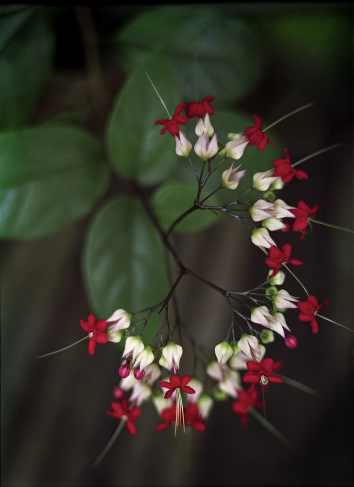 orchid_garden001.jpg