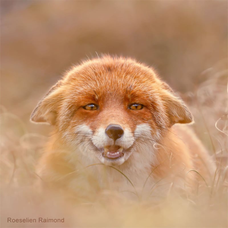A portrait of a fox