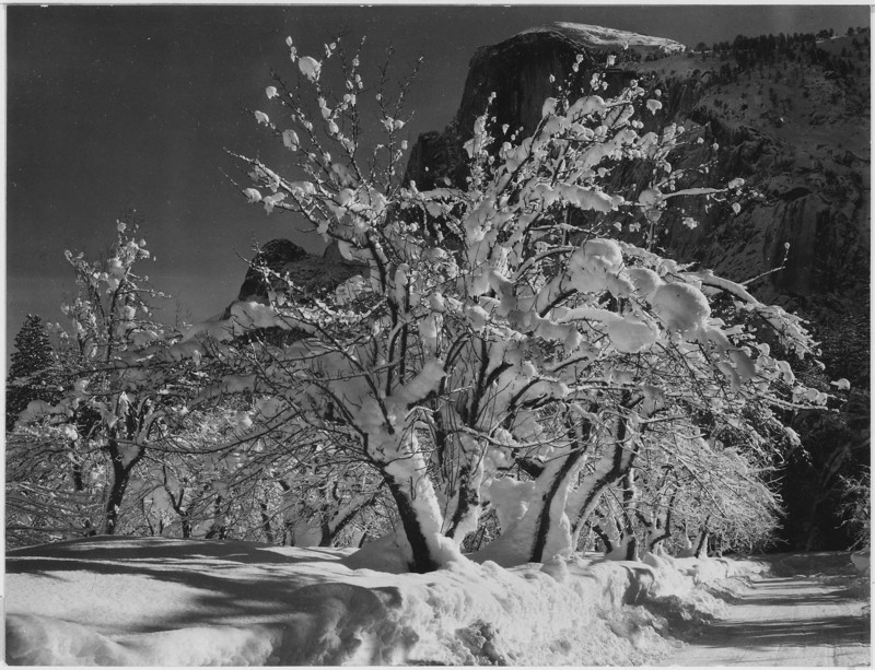 tree-800x613.jpg