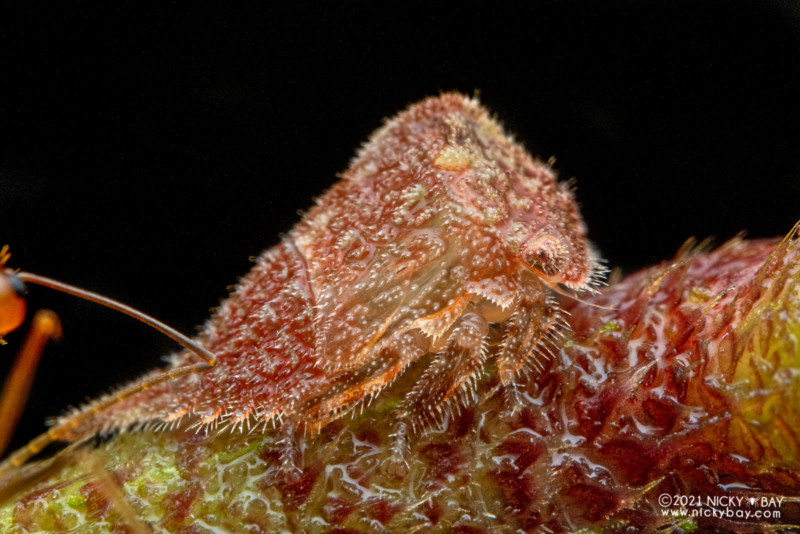 A macro photo of a treehopper