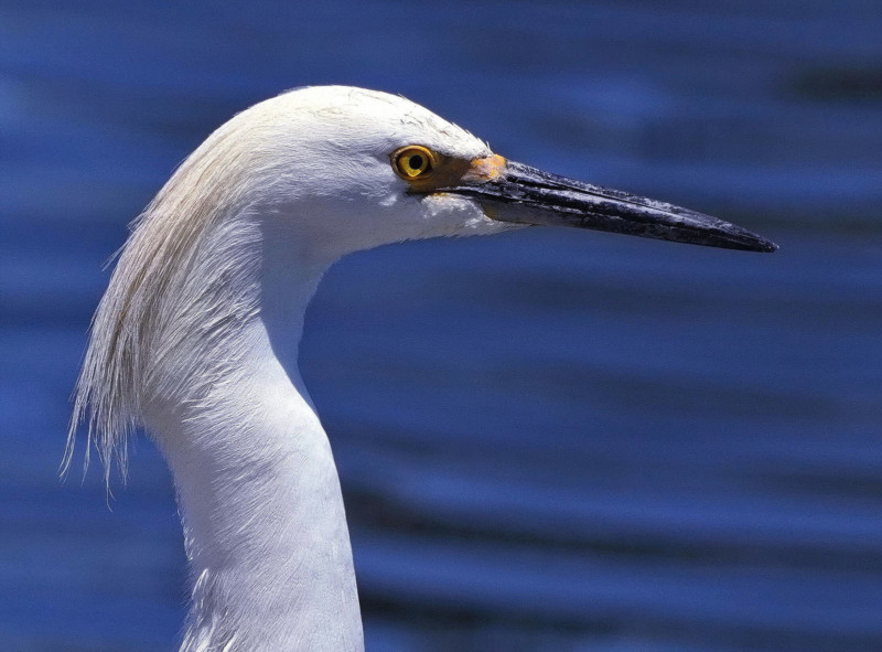 Egret-350mm-2251F-800x591.jpg