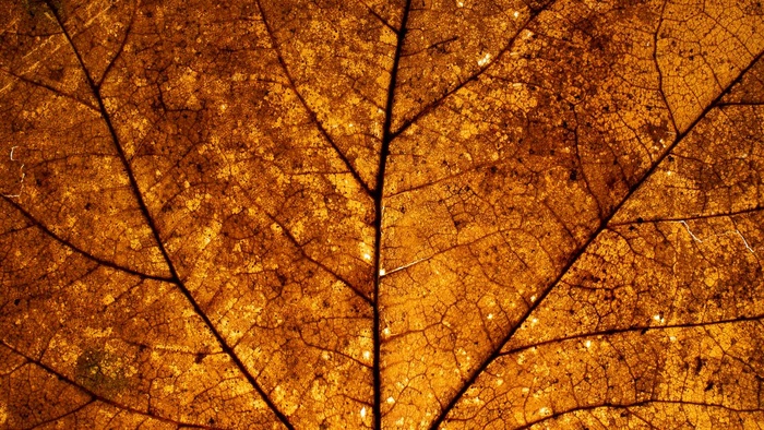 Learn How to Make Your Own Light Table for Close-Up Photos