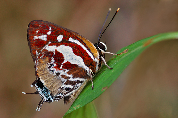 Scarce_Silverstreak_080209_by_inckurei.jpg