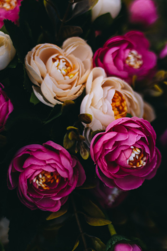 darkflowers-before-534x800.jpg