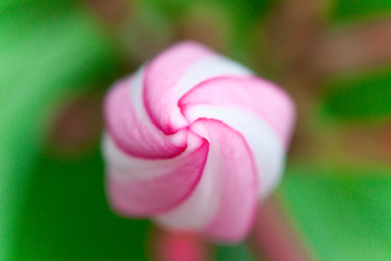 7124074163_e11d596a71_c.jpg