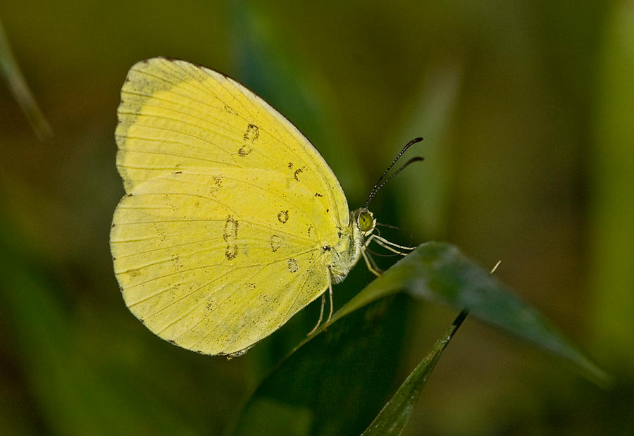 Three_Spot_Grass_Yellow_by_inckurei.jpg
