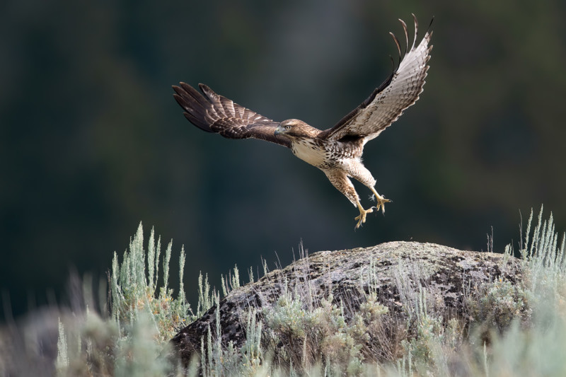 RTH-Takeoff-800x533.jpg