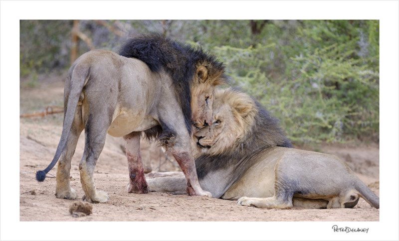 Picture2.KalahariBlack-manedLionsBonding-800x484.jpg