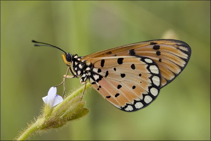 PU_Butterflies_IV_by_log1t3ch.jpg