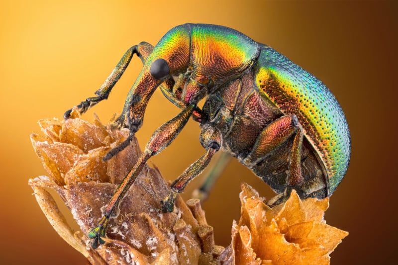 14-leaf_roller_weevil-800x533.jpg