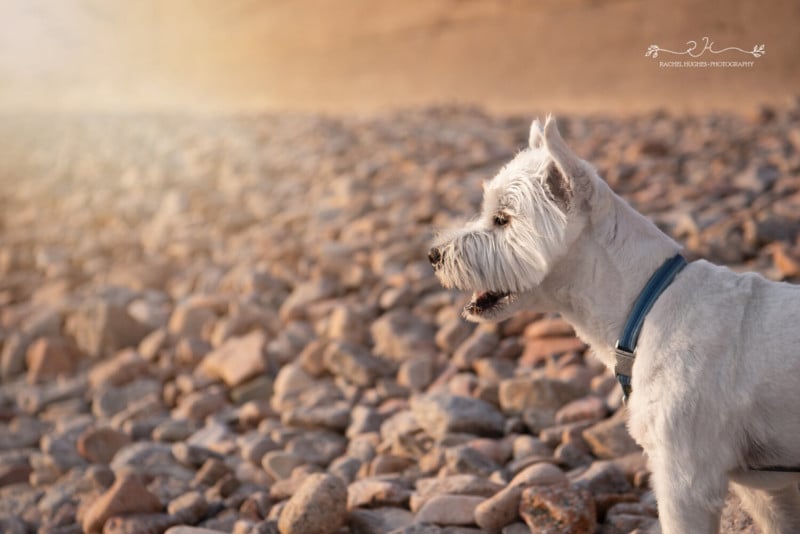 dog21-800x534.jpeg