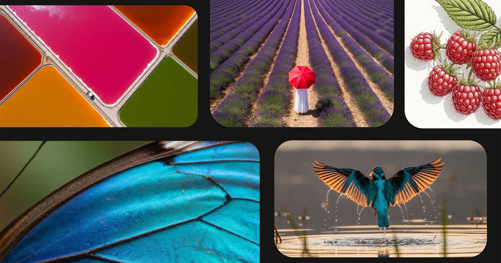 A collage featuring: colorful salt ponds, a person with a red umbrella in a lavender field, an illustration of raspberries, a close-up of a blue butterfly wing, and a kingfisher diving into water.