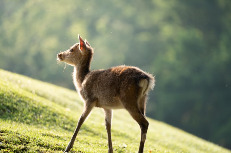 100-400mm_F4.5-5.6_07_SZ_1377_A3-800x532.jpg