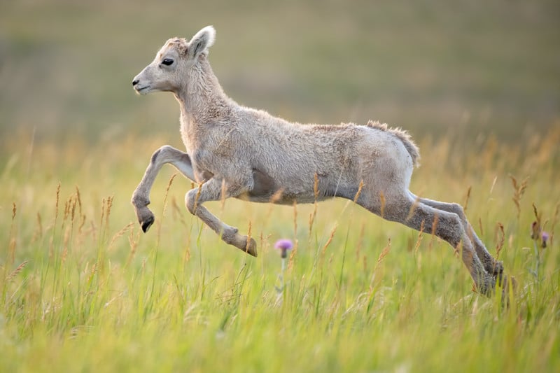 lamb-over-flower-800x533.jpg