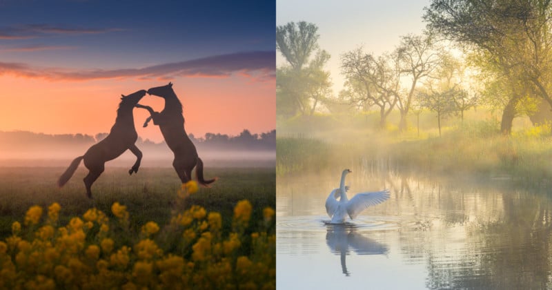 springnetherlands-800x420.jpg