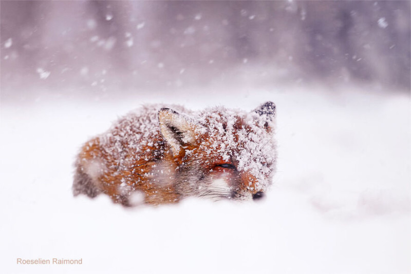red_fox_in_a_blizzard-61b88680e6bcb__880-800x534.jpeg