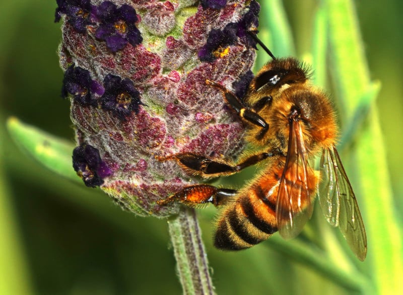 Bee-400mm-10-800x587.jpg