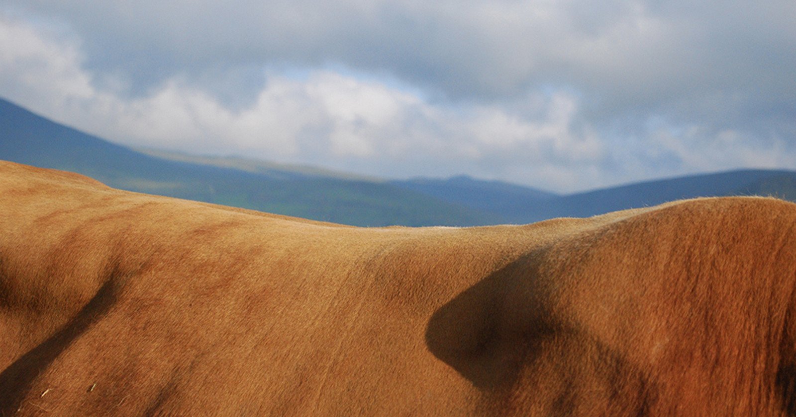 Abstract cow landscape