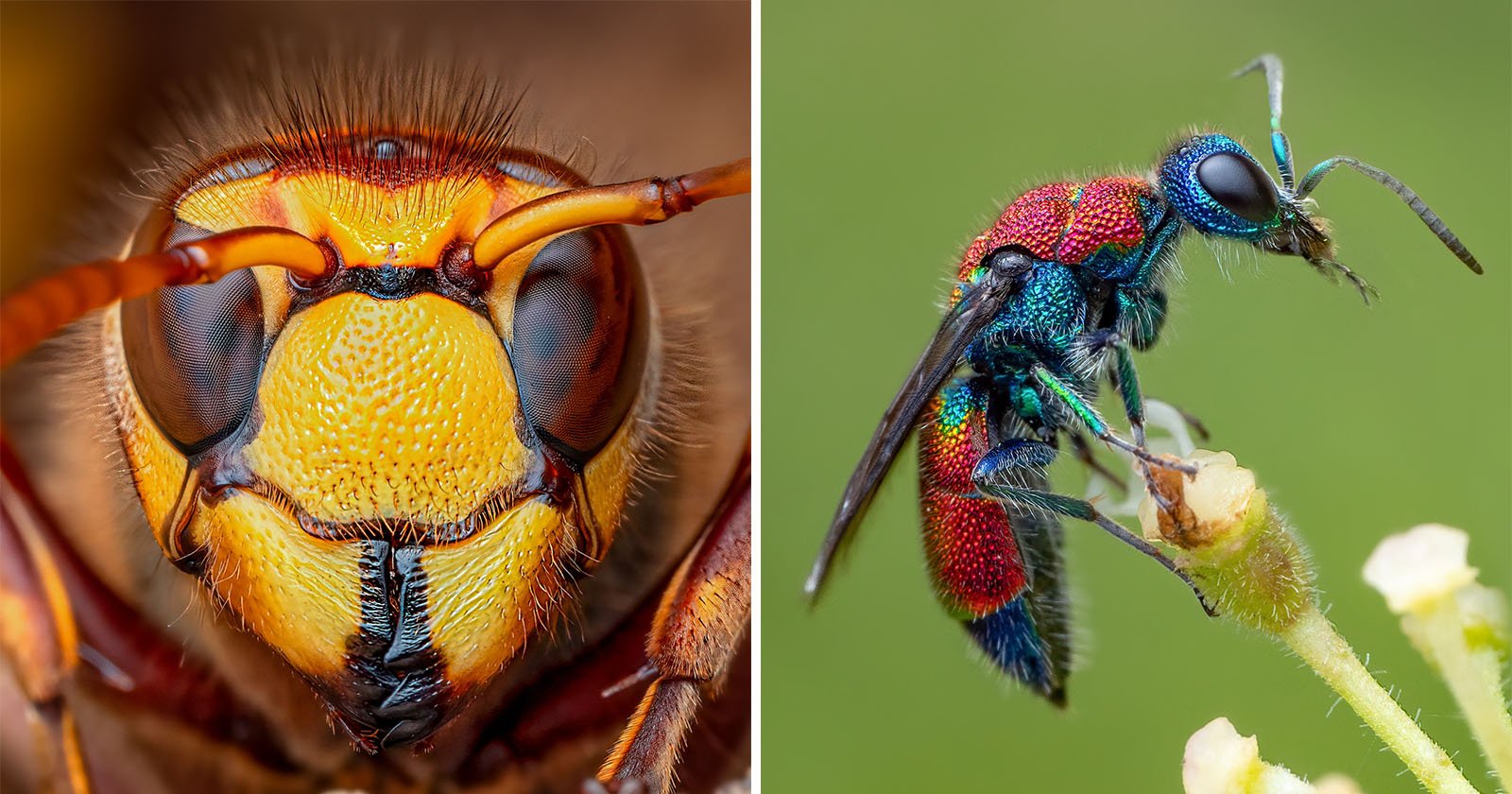 Pete Burford macro insect photography