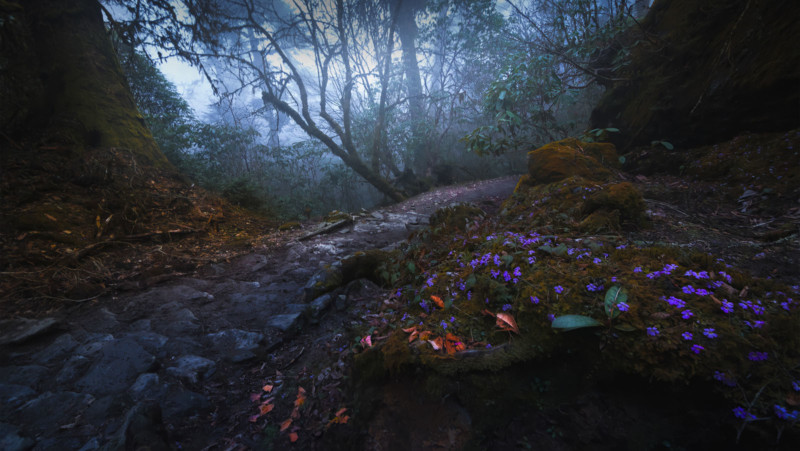 LILAC-800x451.jpg