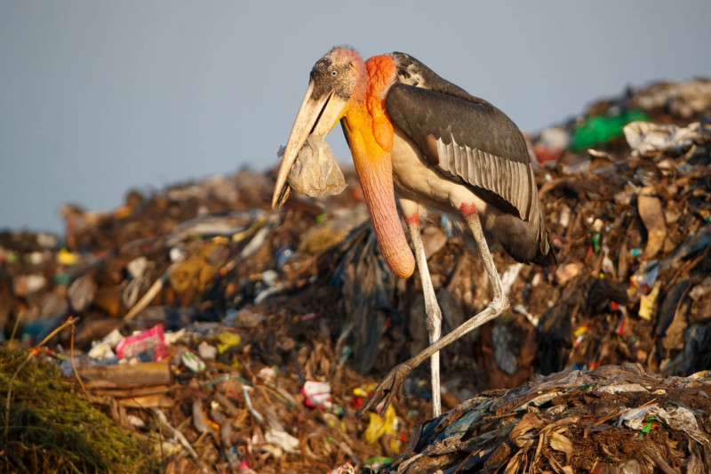 bird-800x533.jpg