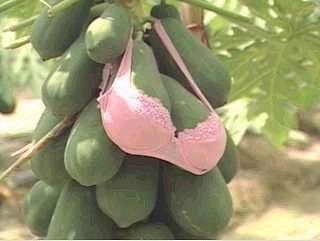 papayas.bmp