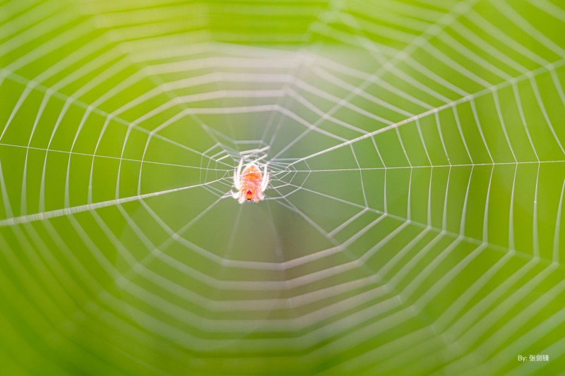ttartisan-40mm-macro-example-petapixel-3-800x533.jpg