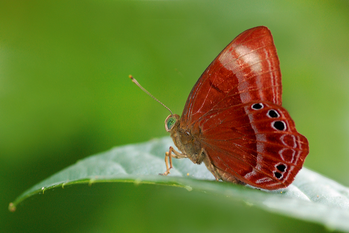 Abisara_SP_040109_by_inckurei.jpg