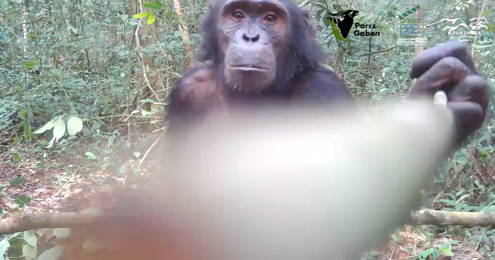 A chimpanzee stands in a forested area, looking curiously at the camera. Its hand is partially covering the lens, creating a blurred effect in the foreground. Logos for Parcs Gabon and ZSL are visible in the top right corner.