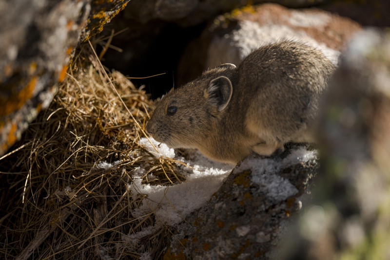 AmericanPikaStealingGrass-800x534.jpg