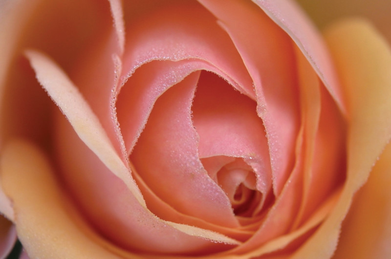 L9990097_AP-800x530.jpg