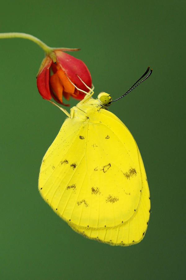 Common_Grass_Yellow_240810_by_inckurei.jpg