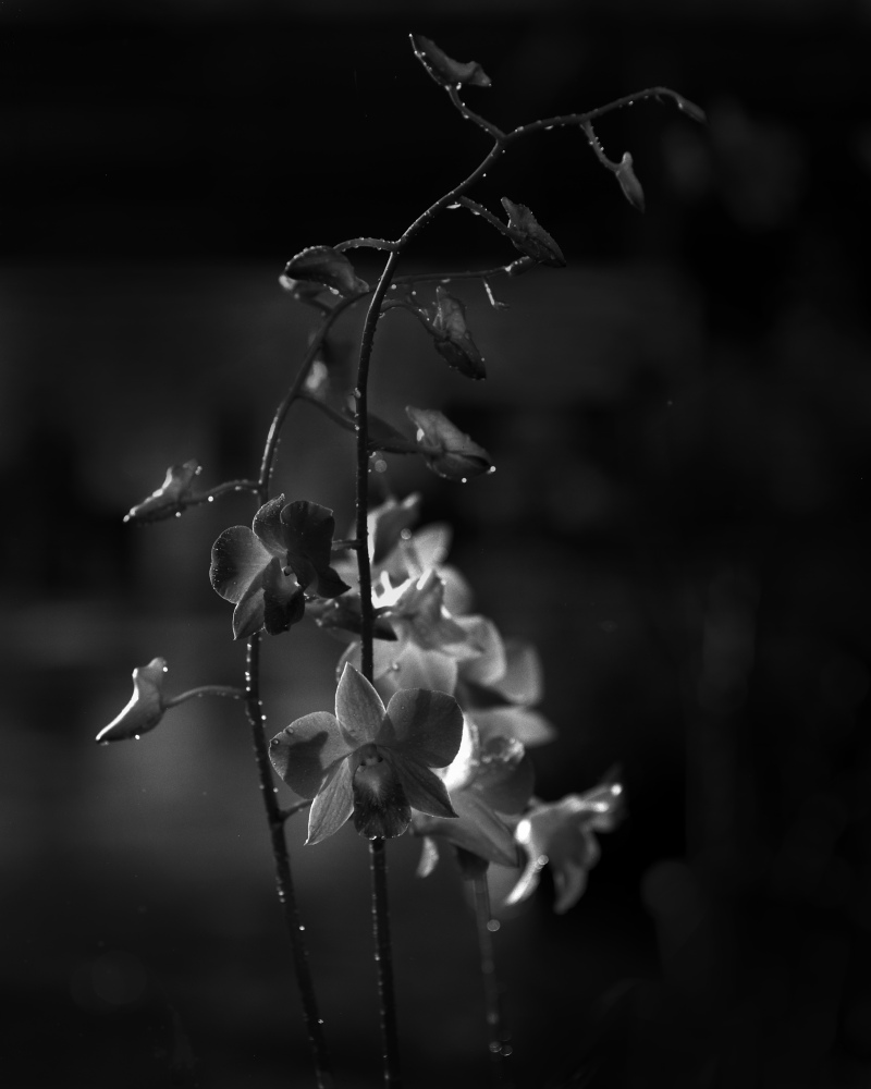 lf_flowers001.jpg
