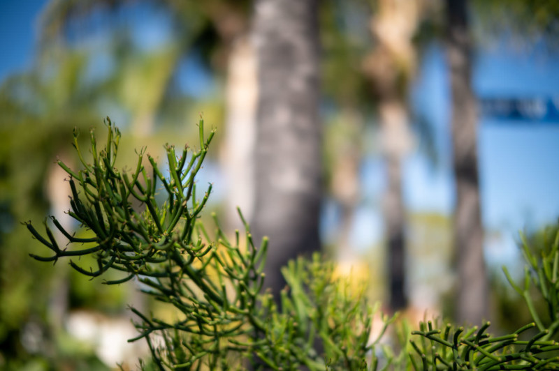 A shallow depth of field photo of a plant