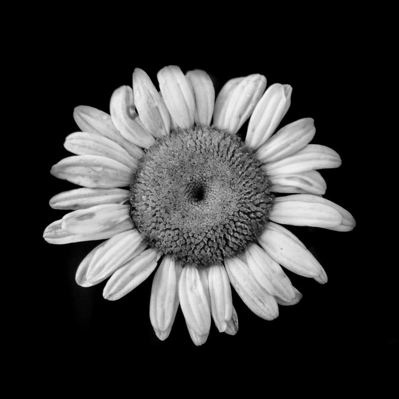 daisy-1001-800x800.jpg