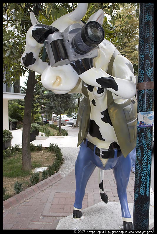 cow-photographer-flash-2.3.jpg