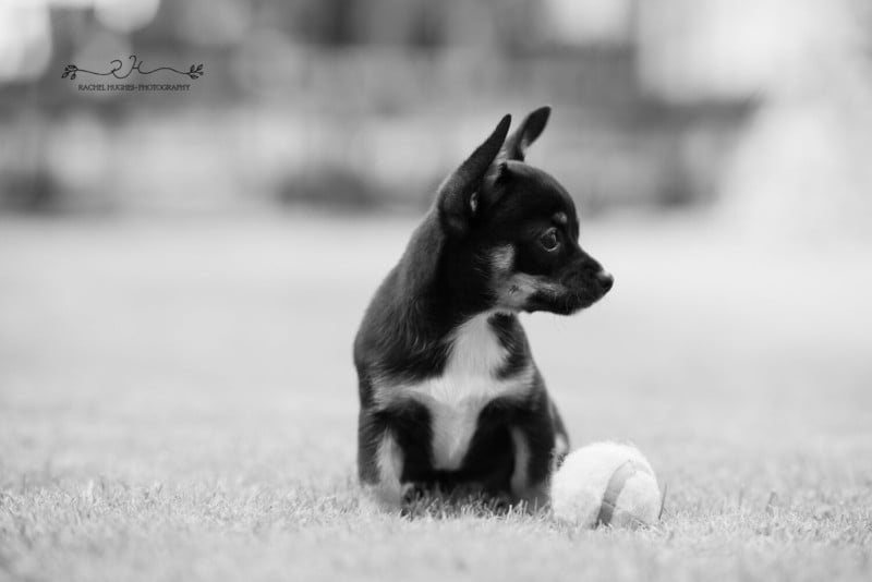 dog5-800x534.jpeg