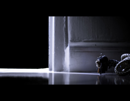 4354084042_db3b04f5c5.jpg