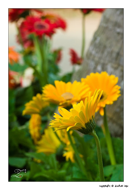 Daisy_side.jpg